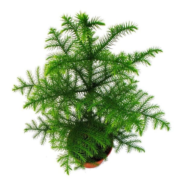 Zimmertanne - Araucaria heterophylla - 15 cm kruka - ca. 40-50 cm hög