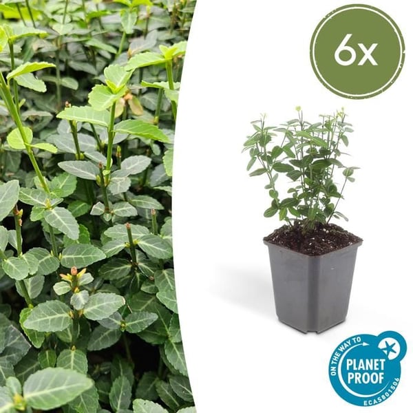 Marktäcke - Krypande benved - Euonymus fortunei radicans - 9cm kruka - Set med 6 växter