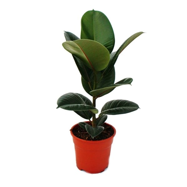 Kaoutchouk - Ficus elastica "Robusta" - Kruka 17cm