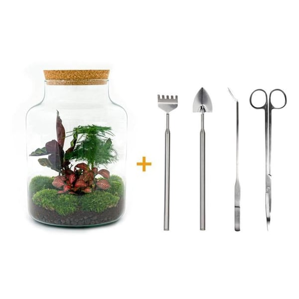 Flaskträdgård "Milky" - gör-det-själv växtterrarium - 30 cm - med Calathea växt - kratta, spade, pincett och sax inkluderat
