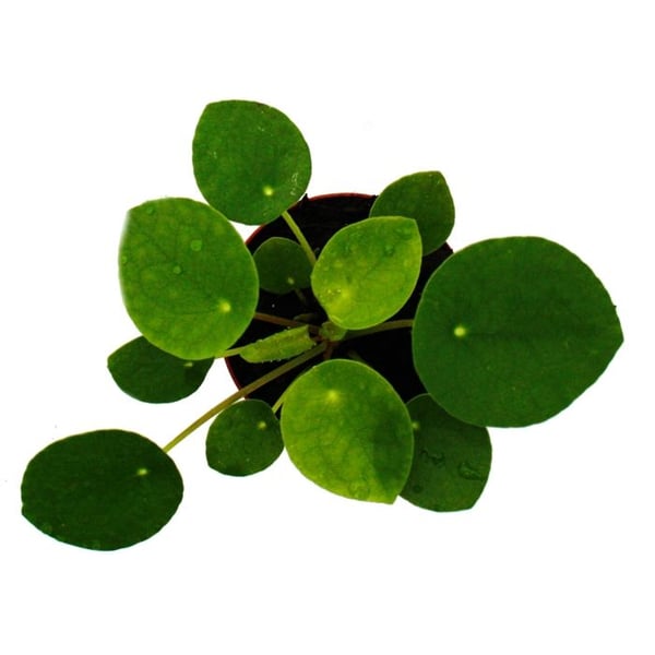 Pilea peperomioides - Lyckotal - Kinesisk penningträd - Navelplanta i 7 cm kruka