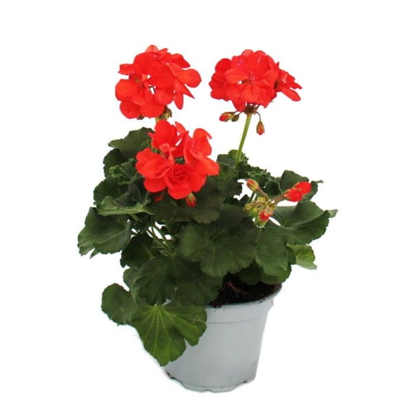 Stående pelargoner - Pelargonium zonale - 12 cm kruka - set med 6 plantor - orange
