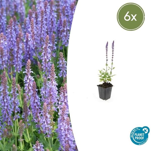 Ziersalvia - Steppensalvia - Salvia nemorosa 'Caradonna' - 9cm kruka - Set med 6 växter