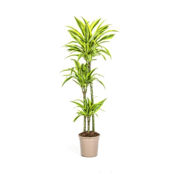 Dracéna - Dracaena deremensis "Lemon Lime" - Grön växt - höjd 130-150cm - kruka 24cm