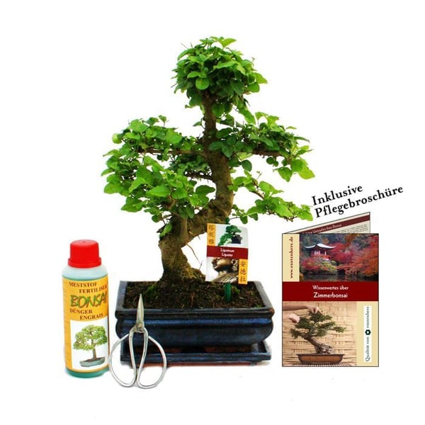 Presentset Bonsai "Ligustrum" - Kinesisk liguster - ca. 8 år gammal - Nybörjarset