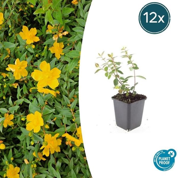 Marktäcka - Johannesört - Hypericum dummeri 'Peter Dummer' - Kruka 9cm - Set med 12 plantor