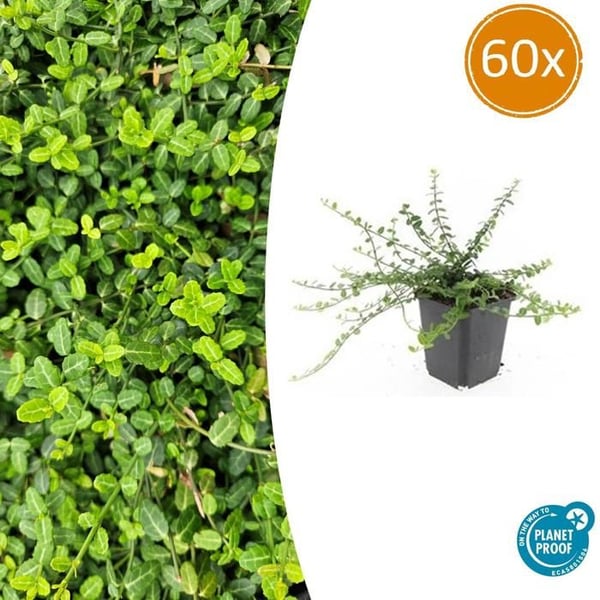 Jordtäcke - Krypande spindel - Euonymus fortunei 'Minimus' - 9 cm kruka - Set med 60 växter