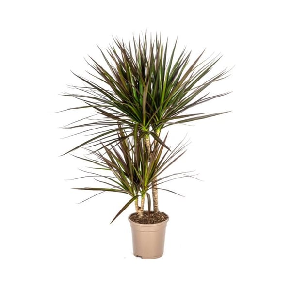 Dracaena Marginata Magenta Kruka 17cm - Höjd 50-70cm