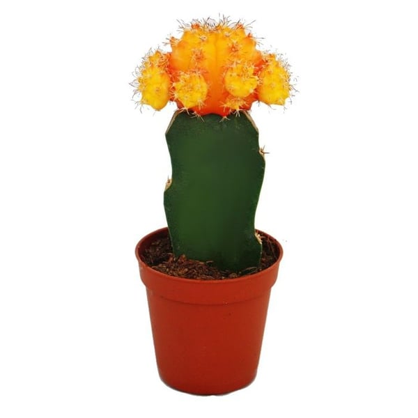 Gymnocalycium mihanovichii - jordgubbcactus - orange - kruka på 8,5 cm