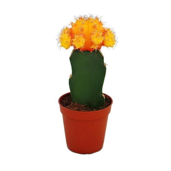 Gymnocalycium mihanovichii - jordgubbcactus - orange - kruka på 8,5 cm