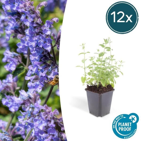 Kattmynta - Nepeta faassenii 'Six Hills Giant' - Lättskött perenn - 9cm kruka - 12 växter i paket