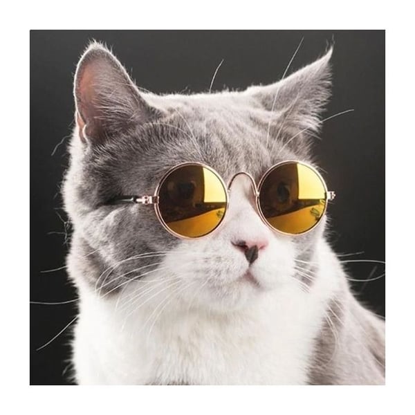 Solglasögon för hund och katt