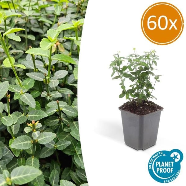 Marktäcke - Krypande fusin - Euonymus fortunei radicans - 9 cm kruka - Set med 60 växter