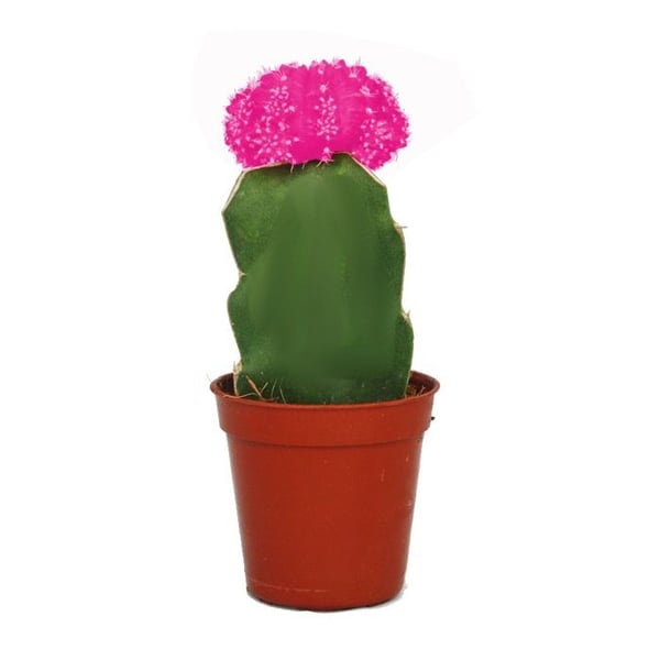 Gymnocalycium mihanovichii - jordgubbs kaktus - rosa - kruka på 5,5 cm
