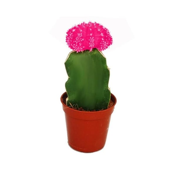 Gymnocalycium mihanovichii - jordgubbs kaktus - rosa - kruka på 5,5 cm