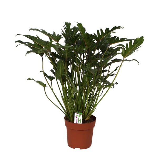 Philodendron Xanadu i 21cm kruka, total höjd ca.65cm