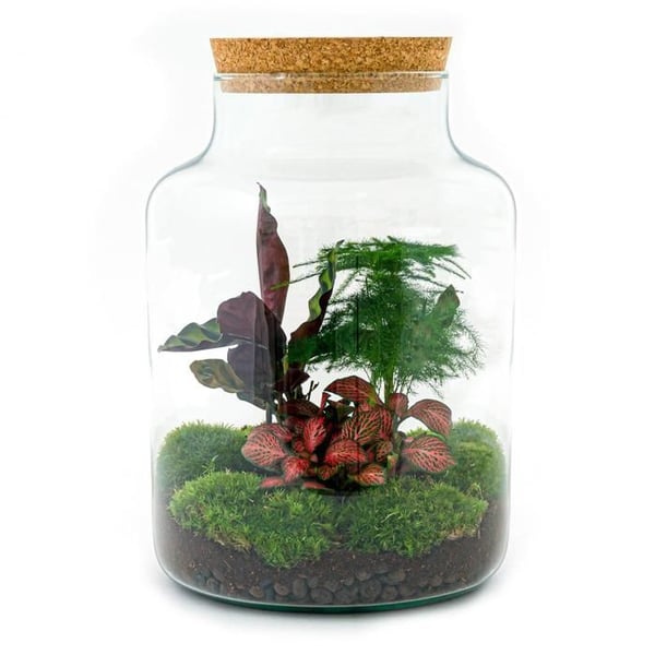 Flaskträdgård "Milky" - DIY växtterrarium - höjd 30 cm - med Calathea växt