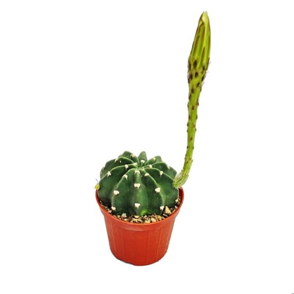 Echinopsis subdenundata - liten krukväxt på 5,5 cm