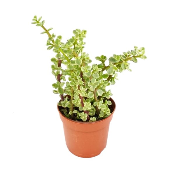Portulacaria afra var. - Jadebaum - i 8,5 cm kruka