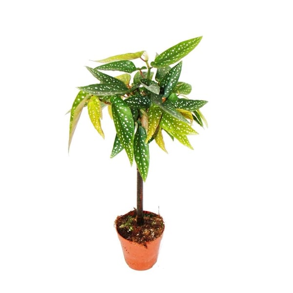 Tamaya Begonia - Begonia albopicta - Bägonieträd - kruka 9 cm