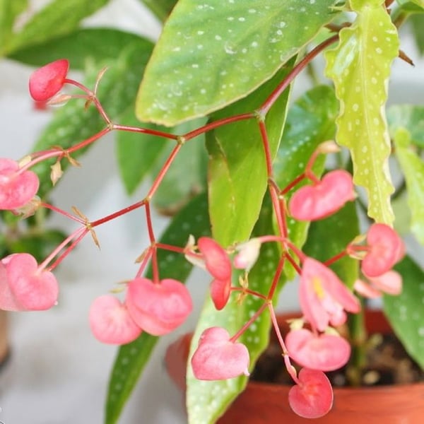 Tamaya Begonia - Begonia albopicta - Bägonieträd - kruka 9 cm