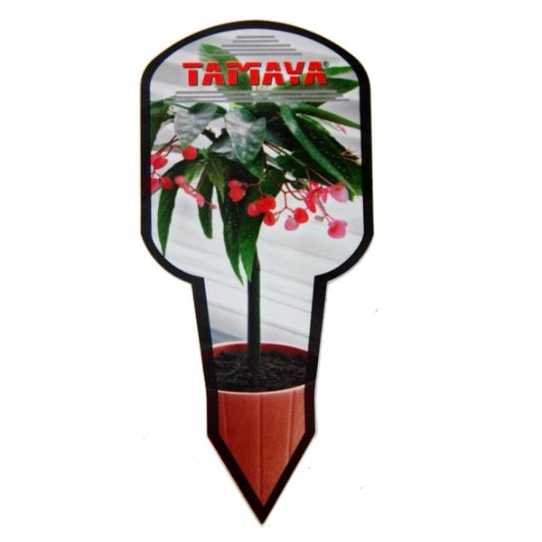 Tamaya Begonia - Begonia albopicta - Bägonieträd - kruka 9 cm