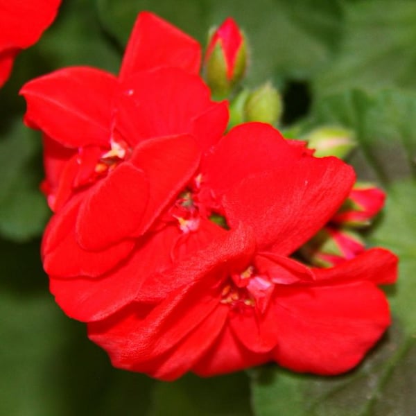 Stående pelargoner - Pelargonium zonale - 12 cm kruka - set med 3 plantor - ljusröd
