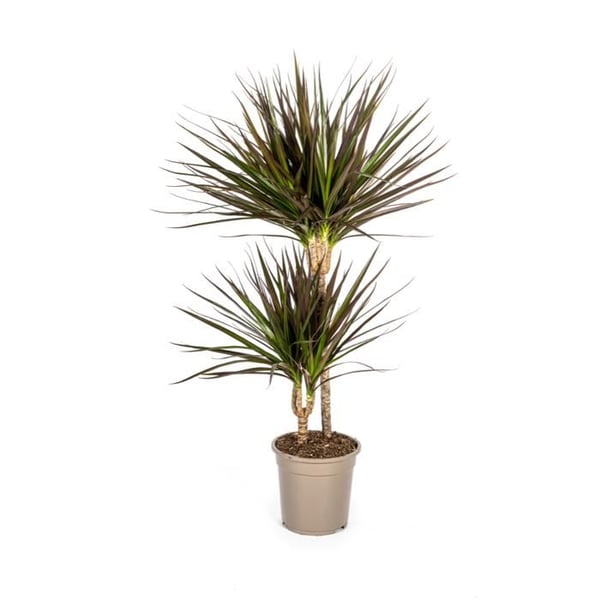 Dracaena Marginata Magenta 19cm kruka - Höjd 70-90cm