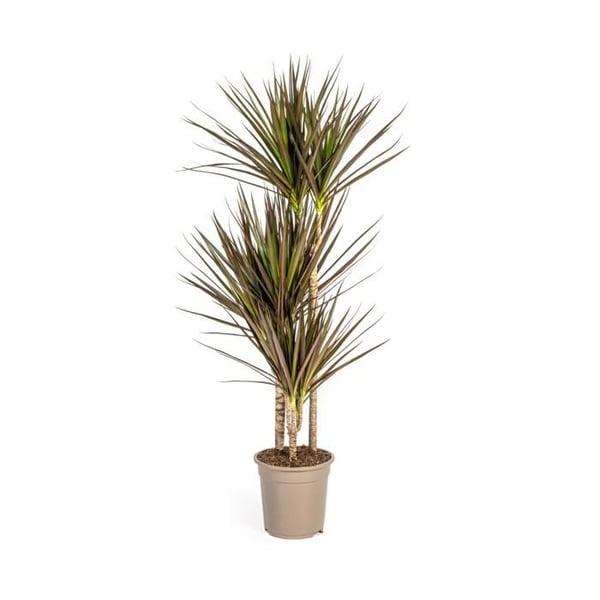 Dracaena Marginata Magenta Kruka 21cm - Höjd 110-130cm