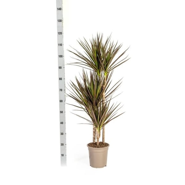 Dracaena Marginata Magenta Kruka 21cm - Höjd 110-130cm