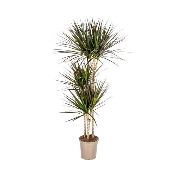 Dracaena Marginata Magenta 24cm kruka - Höjd 130-150cm