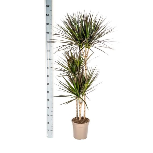 Dracaena Marginata Magenta 24cm kruka - Höjd 130-150cm