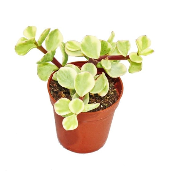 Portulacaria afra var. - Jade-träd - liten krukväxt på 5,5 cm