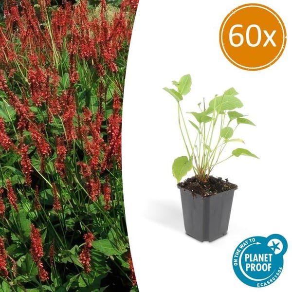 Ljusknöterik - Persicaria amplexicaulis - Bistorta - Vinterhärdig perenn - 9cm kruka - Set med 60 växter