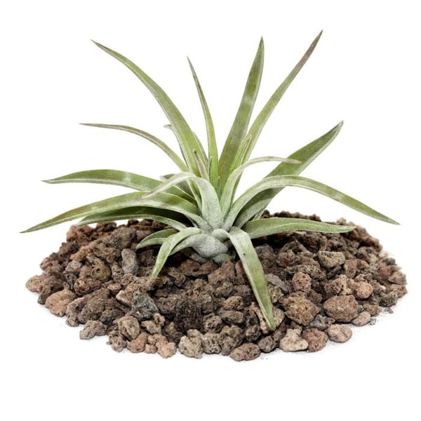Tillandsia brachycaulos abdida - liten bulkväxt