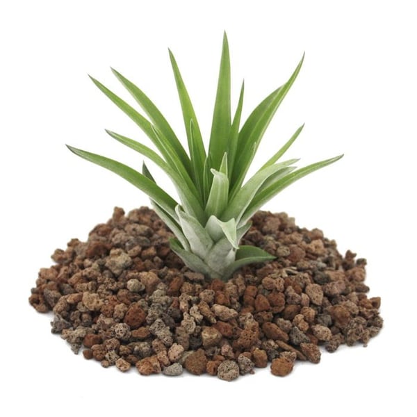 Tillandsia brachycaulos abdida - liten bulkväxt