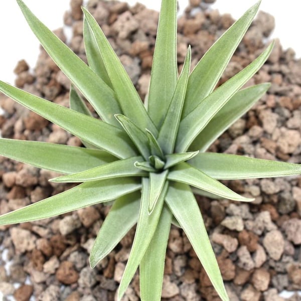 Tillandsia brachycaulos abdida - liten bulkväxt