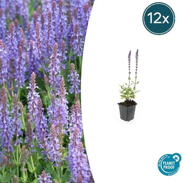 Ziersalvia - Steppensalvia - Salvia nemorosa 'Caradonna' - 9cm kruka - Set med 12 växter Ziersalvia - Steppensalvia - Salvia nemorosa 'Caradonna' - 9cm kruka - Set med 12 växter