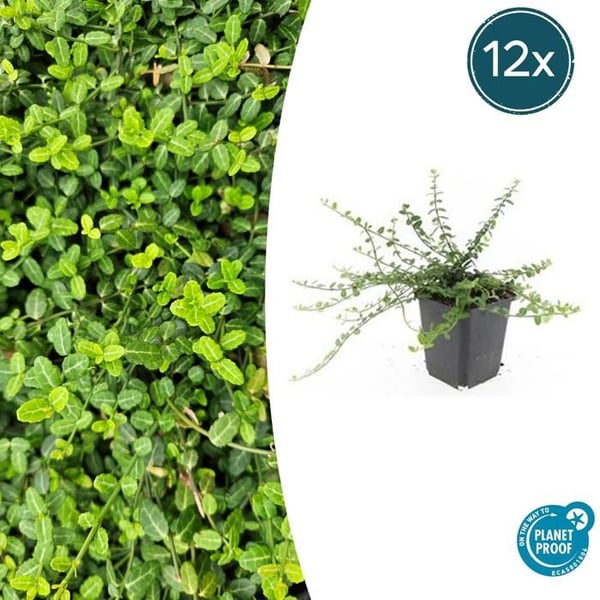 Bodenväxt - Krypande spindel - Euonymus fortunei 'Minimus' - 9cm kruka - Set med 12 växter