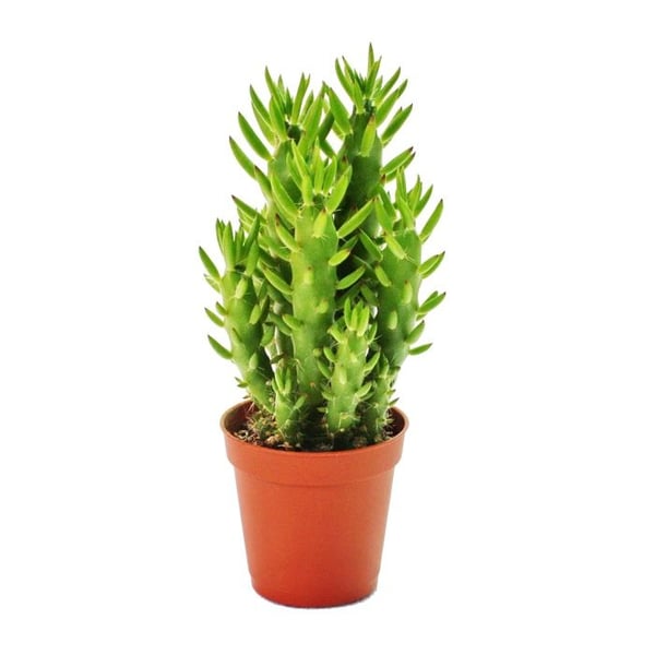 Austrocylindropuntia subulata - Lättskött kaktus - i kruka 5,5cm