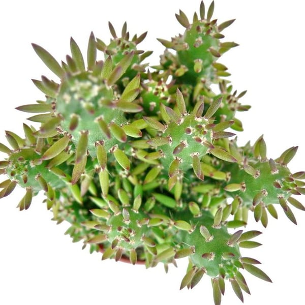 Austrocylindropuntia subulata - Lättskött kaktus - i kruka 5,5cm