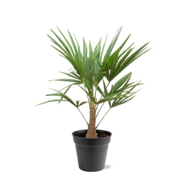 Kinesisk hampapalma Trachycarpus fortunei 21cm kruka 90-100cm hög