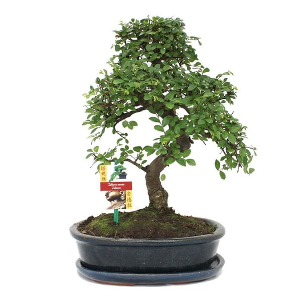 Bonsai Kinesisk lärkträd - Ulmus parviflora - ca. 10 år