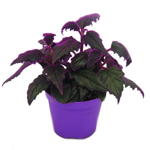 Gynura Purple Passion - sammetblad - sammetssyra - lila växt - 8cm
