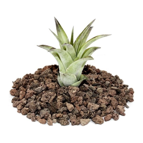 Tillandsia brachycaulos multiflora - liten växt i lös vikt