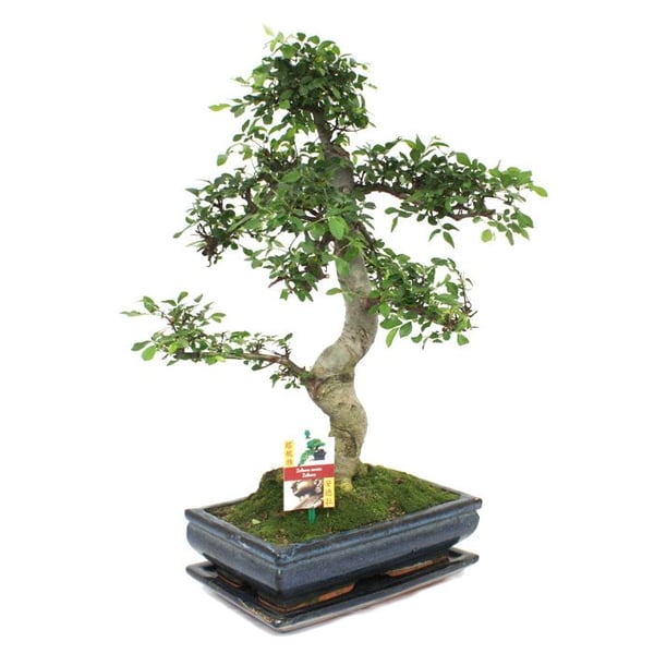 Bonsai Kinesisk Elm - Ulmus parviflora - ca. 12-15 år