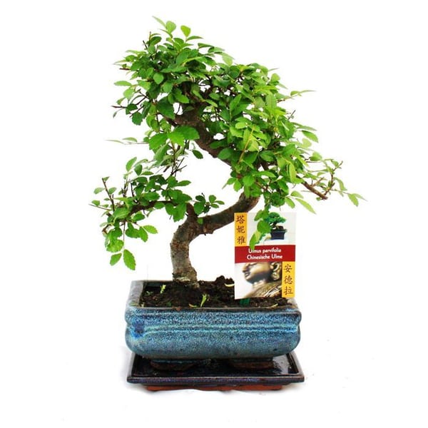 Bonsai Kinesisk Olm - Ulmus parviflora - ca. 6 år