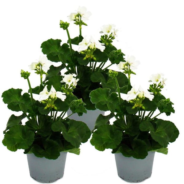 Stående pelargoner - Pelargonium zonale - 12cm kruka - set med 3 plantor - vit
