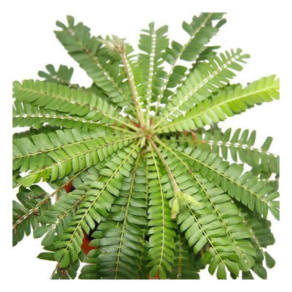 Biophytum sensitivum - Palm i söderhavet - Blomkruka i lera 9 cm - Växten som rör sig - Idealisk för barn - Mini palmträd