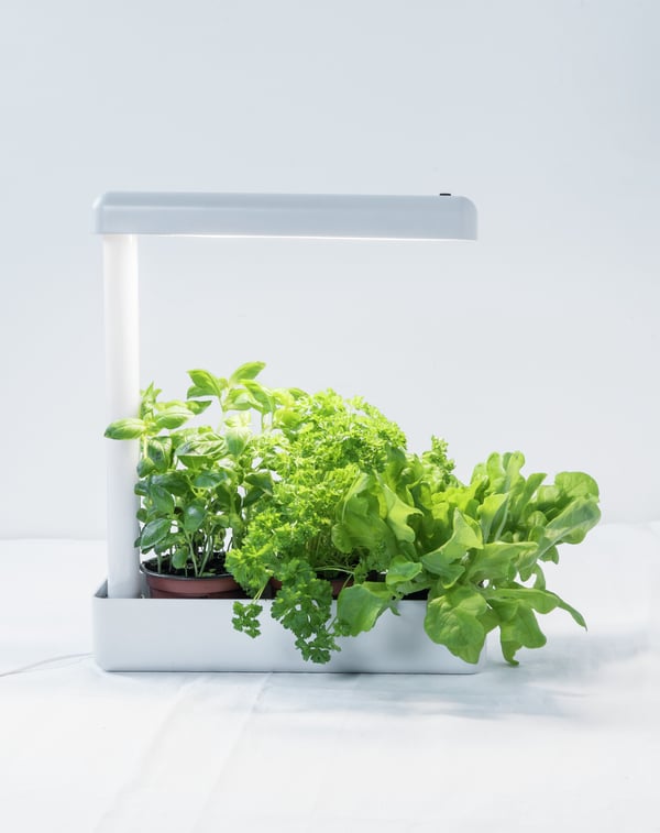 Airam Herby plante lampe, 10W/840, 650 lm